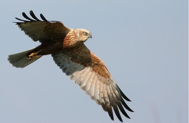  The Evros Delta National Park is one of the most important wetlands in the whole of Europe, and a magnet for birdwatchers, with nearby accommodation.