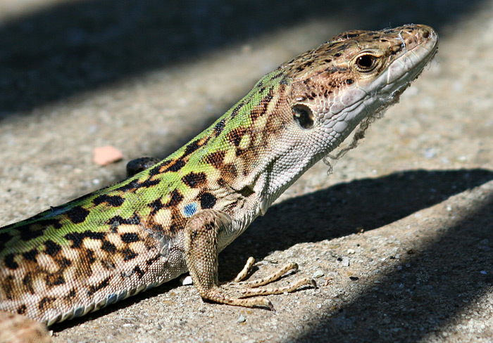 Lizard on Corfu in Greece