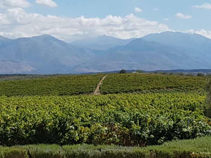 Greece Travel Secrets tours the Lyrarakis Winery on Crete and learns about Crete grape varieties such as plyto, dafni, vidiano, vilana, mandilari and kotsifali.