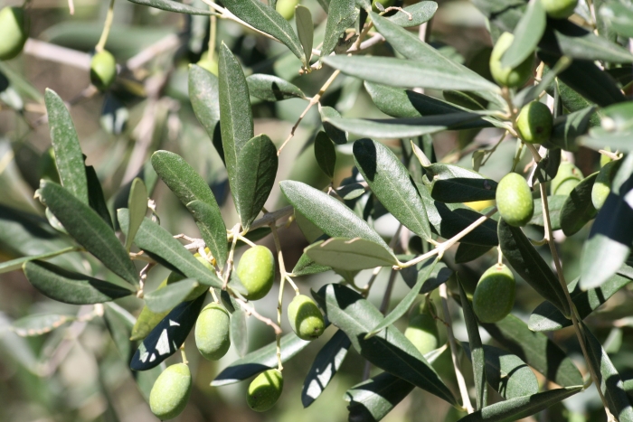 Corfu olives are an important part of this Greek island's economy, with an estimated 3-4 million trees producing olive oil of exceptional quality.