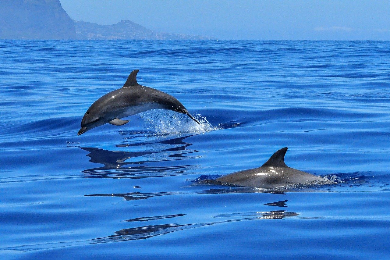 Corfu’s marine life includes dolphins, loggerhead turtles, and rare Mediterranean monk seals.